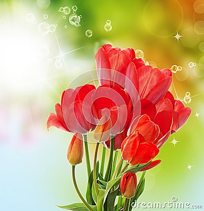fresh garden tulips on abstract spring nature backgr Stock Photo
