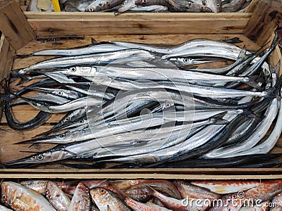 Fresh garfish on the market Stock Photo