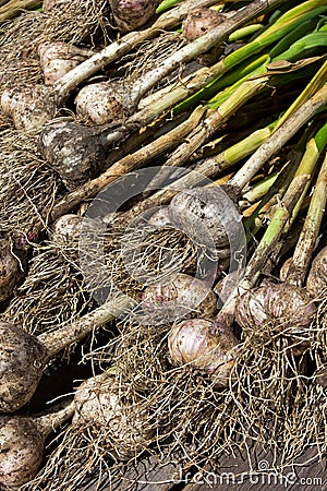 Fresh garlic (Allium sativum) bulbs Stock Photo