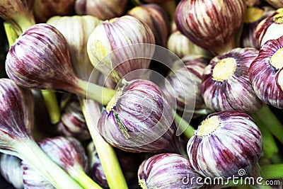 Fresh garlic. The big plan Stock Photo