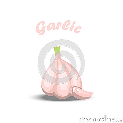 Fresh garlic bulb Vector Illustration