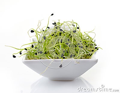 Fresh garlic sprouts Stock Photo