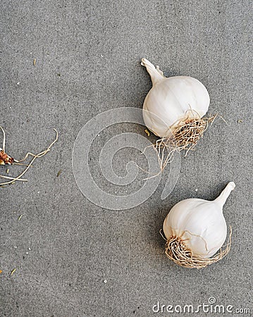 Fresh Garlic on Table. Closeup Photo. Healthy Food Spicy Cooking Stock Photo