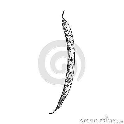 fresh geen beans sketch hand drawn vector Vector Illustration