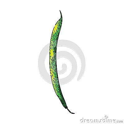 fresh geen beans sketch hand drawn vector Vector Illustration