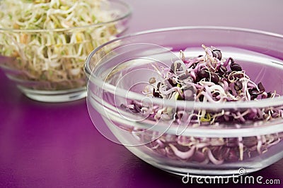 Fresh germ on violet table Stock Photo