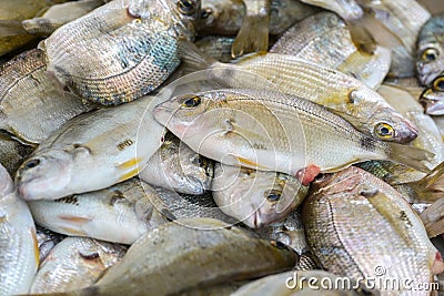 Fresh gilt-head sea bream (Sparus aurata) for sale at a Greek fish market on the stall of a fisherman Stock Photo