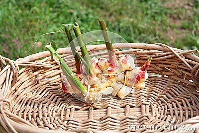 Fresh Ginger Root in a Basket Stock Photo