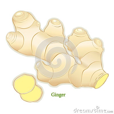 Fresh Ginger Spice Vector Illustration