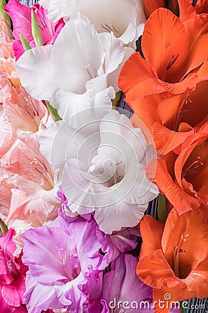 Fresh Gladiolus Flowers on Wooden Backdrop Stock Photo