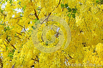 Fresh Golden Shower flower that bloom in summer season in Thailand Stock Photo