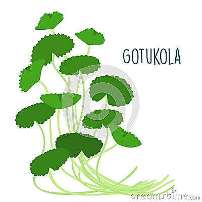 Fresh gotukola leaf in withe backgruond Vector Illustration