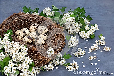 Fresh Gourmet Quail Eggs in a Birds Nest Stock Photo