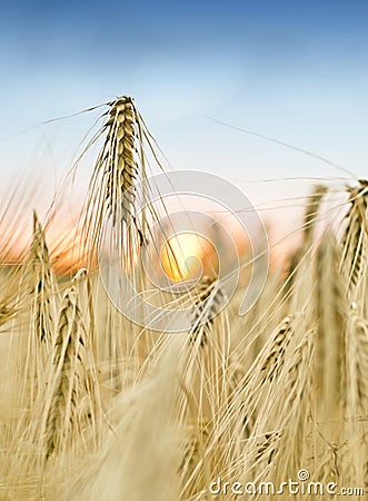 Fresh grain field with sunset Stock Photo