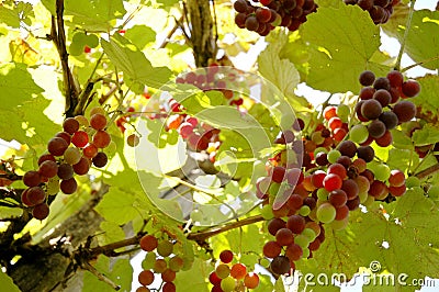 Fresh Grapes Stock Photo