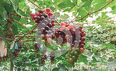 Fresh grapes hung on grape trees of vineyards.,agriculture Stock Photo