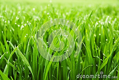 Fresh grass with dew drops Stock Photo