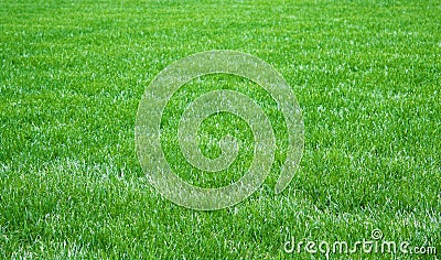 Fresh grass Stock Photo