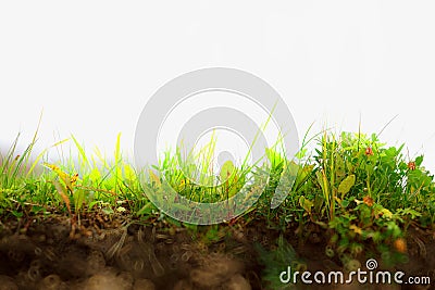 Fresh grass on ground layer landscape with blank sky background Stock Photo