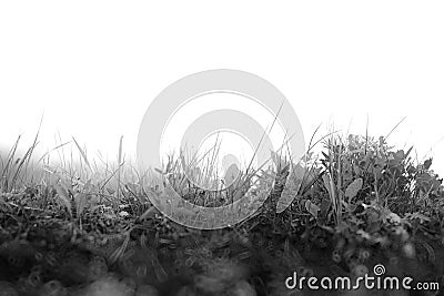 Fresh grass on ground layer landscape with blank sky background Stock Photo