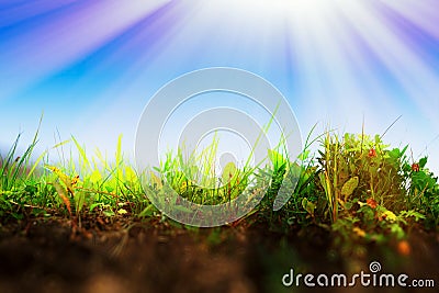 Fresh grass on ground layer landscape with light leak background Stock Photo