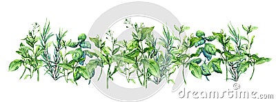 Fresh grass, spring plants. Natural summer border. Watercolor banner Stock Photo