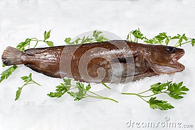 Fresh greater fork-beard sea fish on ice Stock Photo