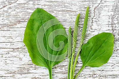 Fresh greater plantain psyllium leaves and spikes flowers on the white shabby wooden background. Herbarium, herbal medicine and Stock Photo