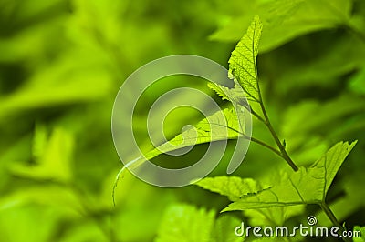 Fresh green background - spring nature Stock Photo