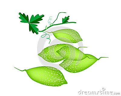 Fresh Green Balsam Pear on White Background Stock Photo