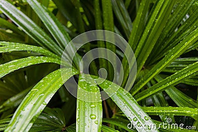 Fresh and green bamboo palm leaves Stock Photo