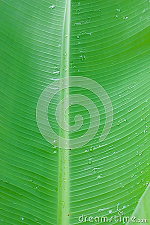 Fresh green banana leaf with waterdrop and close up texture Stock Photo