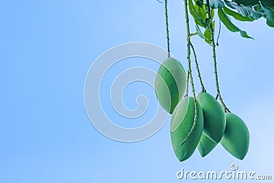Group of fresh green barracuda mango bouquet fruit hanging on branch tree. isolated on blue sky blackground. sweet and delicious o Stock Photo