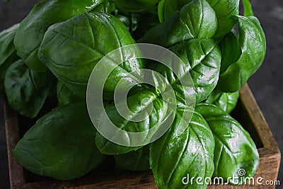 Fresh green basil on a dark background. Food background. Banch of flavorous basil Stock Photo