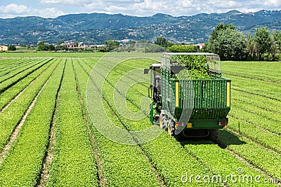 Fresh green basil field harvesting in Liguria farm Editorial Stock Photo