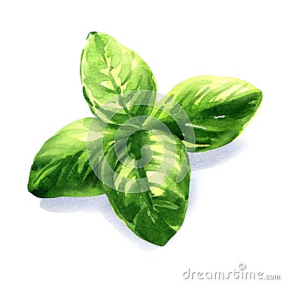 Fresh green basil herb leaves, ocimum basilicum, spice ingredient, organic food concept, isolated object, close-up Cartoon Illustration