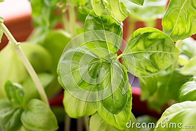 Fresh green basil Stock Photo