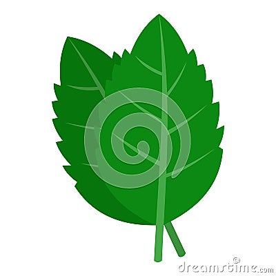 Fresh green basil leaves icon isolated Vector Illustration