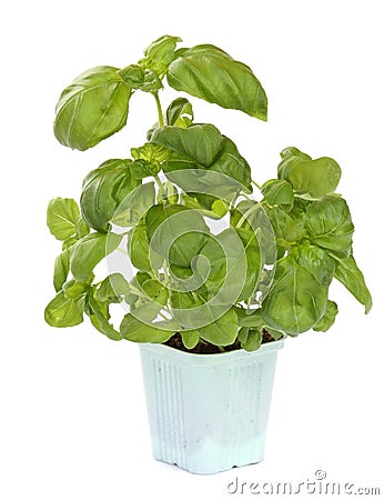 Fresh green basil plant Stock Photo