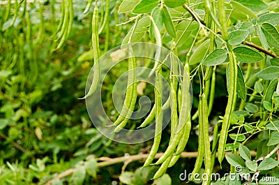 fresh green beans in the field farm Stock Photo