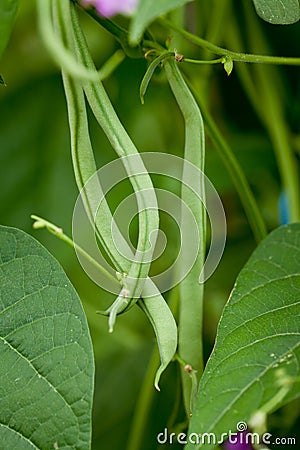 Fresh green beans plant in garden macro closeup in summer Stock Photo