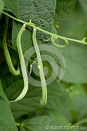 Fresh green beans plant in garden macro closeup in summer Stock Photo