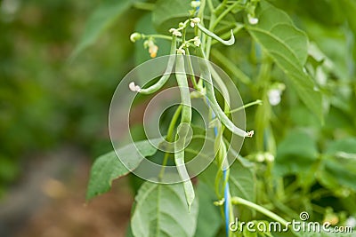 Fresh green beans plant in garden macro closeup in summer Stock Photo