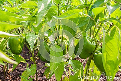 Fresh Green Bell Pepper Plant Stock Photo