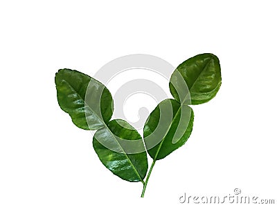 Fresh green bergamot leaf isolated on white background Stock Photo