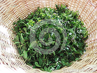 Fresh green bio mint in a bascket Stock Photo