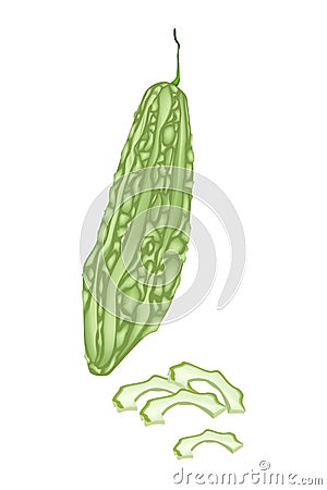 Fresh Green Bitter Melon on White Background Vector Illustration