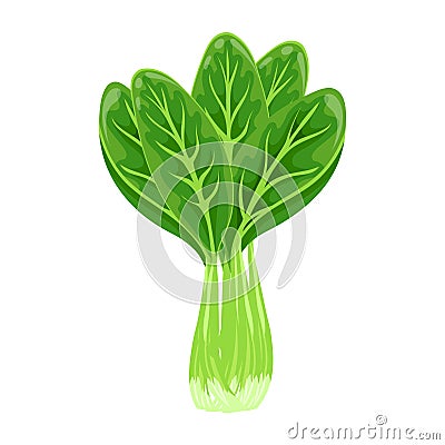 Fresh green bok choy, pak choy or chinese kale, vegetable, food. Botanical illustration. Vector Illustration