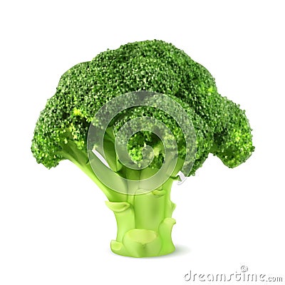 Fresh green broccoli Vector Illustration