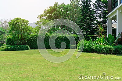 Fresh green grass smooth lawn as a carpet with curve form of bush, trees on the background, good maintenance lanscapes in a garden Stock Photo